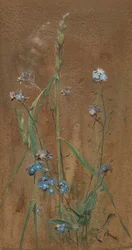 Forget-Me-Not (akvarel på brunt papir)