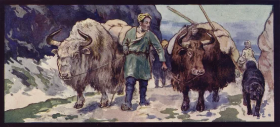 Et tibetansk Yak-tog (farvedele)