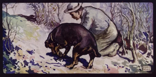 En engelsk trøffeljagthund (farve litho)