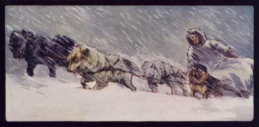 Et Esquimaux slædehundehold (farvefoto)