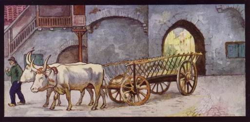 Trækokse i Spanien (farve litho)