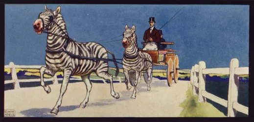 Kørende zebraer, tandem (farve litho)