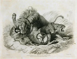 Konkurrerende gruppe efter naturen, plade 6 fra Tyve graveringer af løver, tigre, pantere og leoparder... indgraveret af Thomas Landseer (1795-1880) 1823