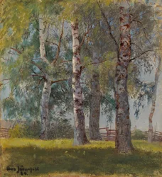 Birketræer