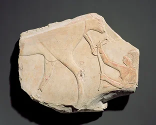 Fragment af et relief, der viser fødslen af en kalv, fra Asasif, Theben, tredje mellemperiode (ca. 1069-664 f.Kr.) (kalksten)