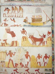 Båd og scener med høst, indsamling, transport og forarbejdning af korn, fresco, sydfløj, tværgående kammer, Theban Tomb TT69, Sheikh Abd el-Qurna, Theben (Unescos verdensarvsliste