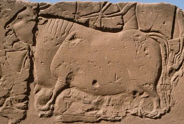 Detalje af et relief, der forestiller en ko, Ramses II (1298-32 f.Kr.) gårdhave (kalksten)