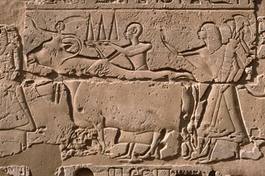 Detalje af et relief, der viser mænd, der fører en ko, Ramses II (1298-32 f.Kr.) gårdhave (kalksten)