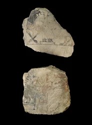 Kalkstensostraca med humoristiske skitser i rød og sort blæk (kalksten malet med sort og rød blæk)