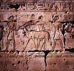 Relief afbildet oryx, der føres i procession til ofring, fra Ramses II-templet, New Kingdom