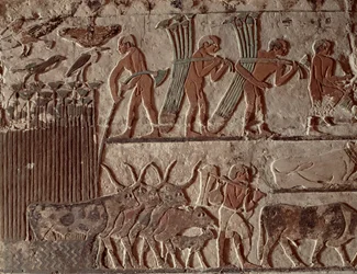Høst af papyrus og en gruppe køer, Det Gamle Rige