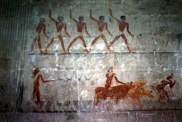 Mænd, der hyrde får og kvæg fra Mastaba Chapel of Ti, Old Kingdom (vægmaleri)