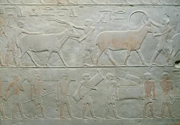 Tjenere, der kører en oryx og en antilope og andre, der medbringer bagage, fra Mastaba of Akhethotep, Saqqara, Old Kingdom, ca. 2400 f.Kr. (malet kalksten)