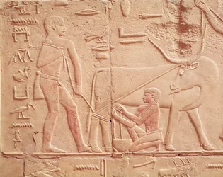 Relief, der viser en mand, der malker en ko, fra Mastaba i Kagemni, Old Kingdom (malet kalksten)