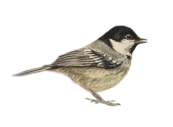 Coal Tit, 2019 (akvarel og blyant)