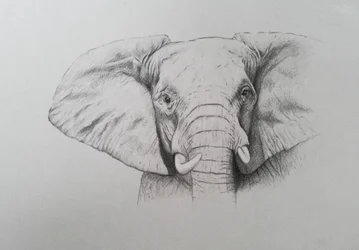 Elephant, 2011 (akvarel og blyant på papir)