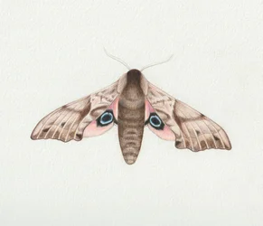 Eyed Hawk Moth, 2023 (akvarel)