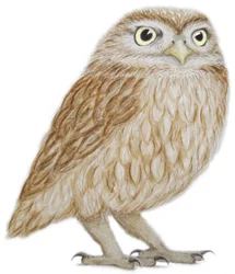 Little Owl, 2011 (akvarel og blyant på papir)
