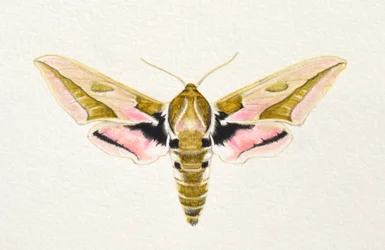 Spurge Hawk Moth, 2023 (akvarel)