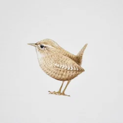 Wren, 2019 (akvarel og blyant)