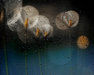 Regnvåde calla-liljer