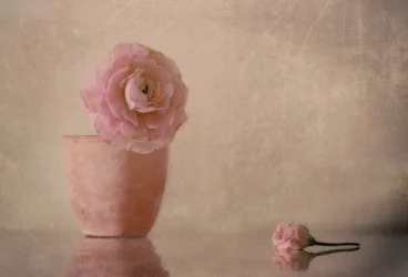 Blomstrende ranunkler i blødt rosa