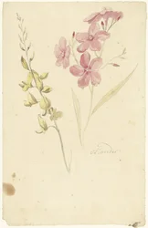 Oleander og bremse
