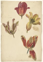 Studier af fire tulipaner