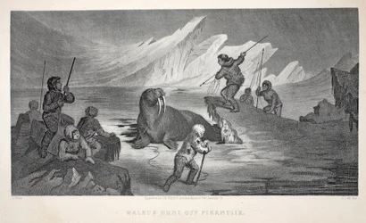 Walrus Hunt off Pikantlik, illustration fra 