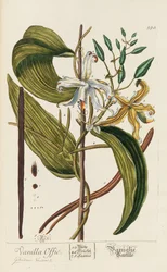 Blackwellian Herbarium revideret og forstørret, 1754-1773.