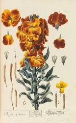Blackwellian Herbarium revideret og forstørret, 1754-1773.