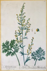 Absinthe, plade fra "Herbarium Blackwellianum" af kunstneren, 1757 (farvestik)