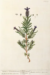 Fransk lavendel, tallerken 241 fra 