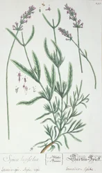Lavender Spike, tallerken fra 
