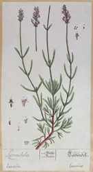 Lavendel, tallerken fra 