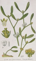 Mistelten, fra "A Curious Herbal", udgivet i Nürnberg i 1757