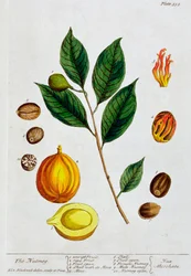 Muskatnød, 1782