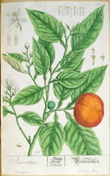 Orange gren med frugt, fra 