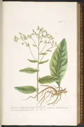 Tallerken 102, fra 