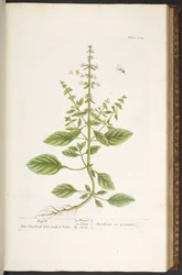 Tallerken 104, fra 