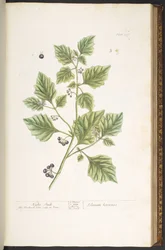 Plade 107, Natskygge, fra 