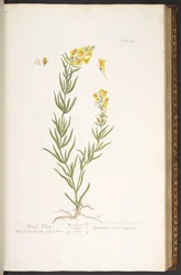 Tallerken 115, fra 