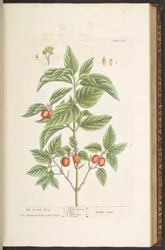 Tallerken 121, fra 