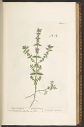 Tallerken 131, fra 