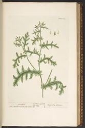 Tallerken 132, fra 