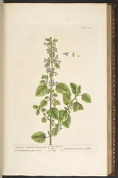 Tallerken 136, fra 