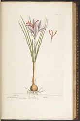 Tallerken 144, fra 