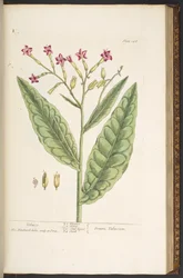 Tallerken 146, Tobak, fra 