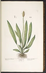 Tallerken 14, smalbladet plantain, fra 