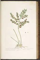 Tallerken 155, fra 